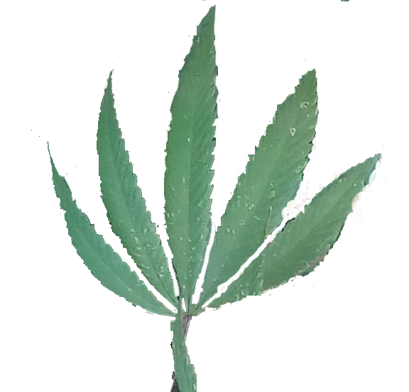 Cannabis Leaf Center